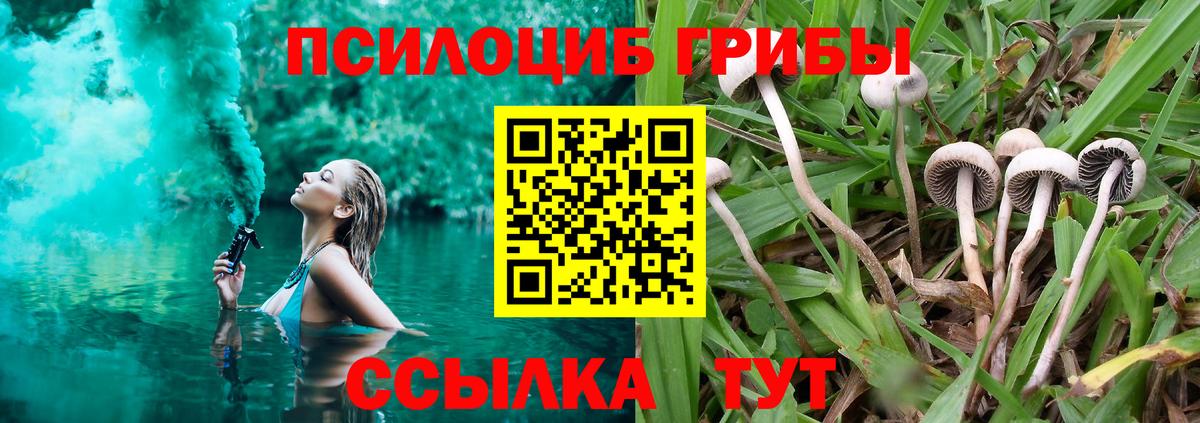 Псилоцибиновые грибы Psilocybine cubensis Павловский Посад